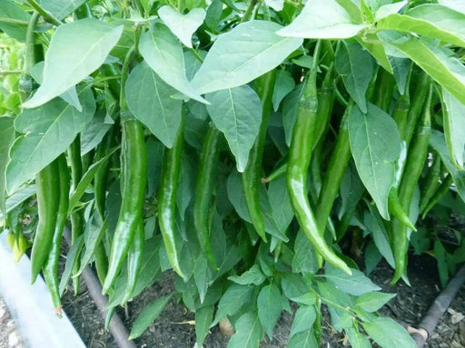 Goat Horn Hot Pepper seeds ( Capsicum Annuum)  ,Asian vegetable - Caribbean garden seed