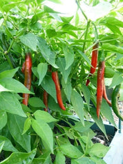 Goat Horn Hot Pepper seeds ( Capsicum Annuum)  ,Asian vegetable - Caribbean garden seed
