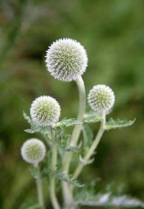 globe-thistle  flowers SEEDS, Arctic Glow - Caribbean garden seed