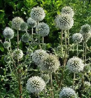 globe-thistle  flowers SEEDS, Arctic Glow - Caribbean garden seed