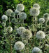 globe-thistle  flowers SEEDS, Arctic Glow - Caribbean garden seed