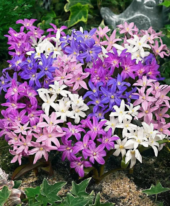 Glory of snow  Chionodoxa luciliae Bulbs, Mixed - Caribbean garden seed