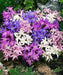Glory of snow  Chionodoxa luciliae Bulbs, Mixed - Caribbean garden seed