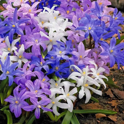 Glory of snow  Chionodoxa luciliae Bulbs, Mixed - Caribbean garden seed