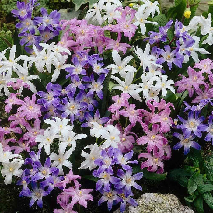 Glory of snow  Chionodoxa luciliae Bulbs, Mixed - Caribbean garden seed