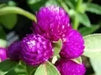 Globe Amaranth SEEDS, Purple FLOWERS- Gomphrena Globosa - Caribbean garden seed
