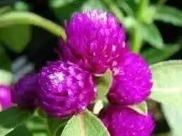 Globe Amaranth SEEDS, Purple FLOWERS- Gomphrena Globosa - Caribbean garden seed