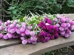 Globe Amaranth SEEDS, Purple FLOWERS- Gomphrena Globosa - Caribbean garden seed