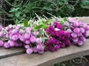 Globe Amaranth SEEDS, Purple FLOWERS- Gomphrena Globosa - Caribbean garden seed