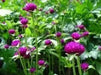 Globe Amaranth SEEDS, Purple FLOWERS- Gomphrena Globosa - Caribbean garden seed