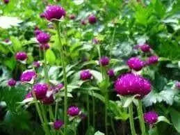 Globe Amaranth SEEDS, Purple FLOWERS- Gomphrena Globosa - Caribbean garden seed
