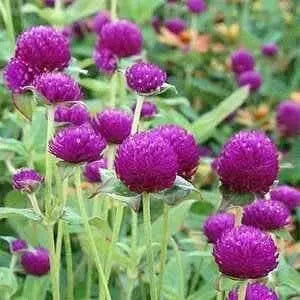 Globe Amaranth SEEDS, Purple FLOWERS- Gomphrena Globosa - Caribbean garden seed