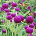 Globe Amaranth SEEDS, Purple FLOWERS- Gomphrena Globosa - Caribbean garden seed