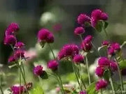 Globe Amaranth SEEDS, Purple FLOWERS- Gomphrena Globosa - Caribbean garden seed