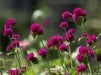 Globe Amaranth SEEDS, Purple FLOWERS- Gomphrena Globosa - Caribbean garden seed