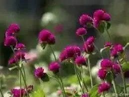 Globe Amaranth SEEDS, Purple FLOWERS- Gomphrena Globosa - Caribbean garden seed