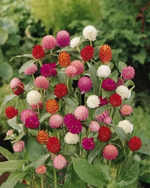 Globe Amaranth mix (Gomphrena Globosa  ) Flowers Seeds - Caribbean garden seed