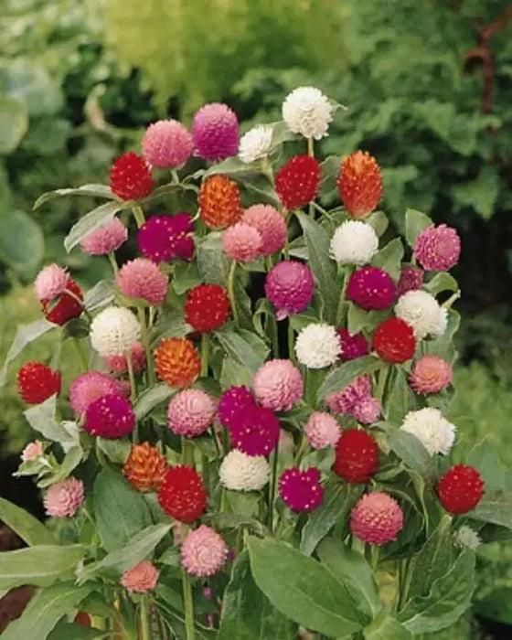 Globe Amaranth mix (Gomphrena Globosa  ) Flowers Seeds - Caribbean garden seed
