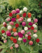 Globe Amaranth mix (Gomphrena Globosa  ) Flowers Seeds - Caribbean garden seed