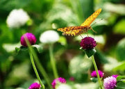 Globe Amaranth mix (Gomphrena Globosa  ) Flowers Seeds - Caribbean garden seed