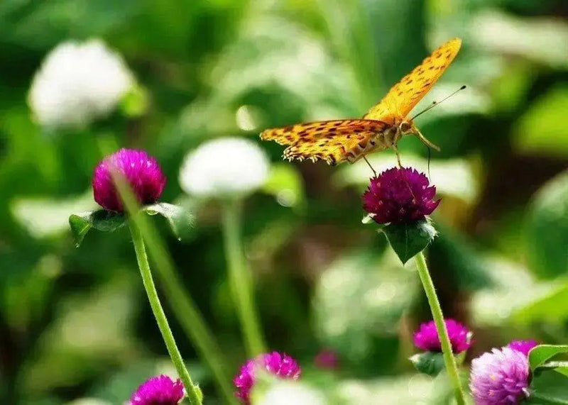 Globe Amaranth mix (Gomphrena Globosa  ) Flowers Seeds - Caribbean garden seed