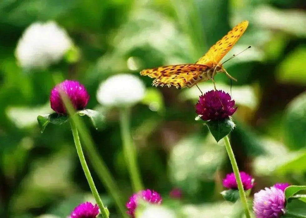 Globe Amaranth mix (Gomphrena Globosa  ) Flowers Seeds - Caribbean garden seed