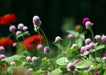Globe Amaranth mix (Gomphrena Globosa  ) Flowers Seeds - Caribbean garden seed