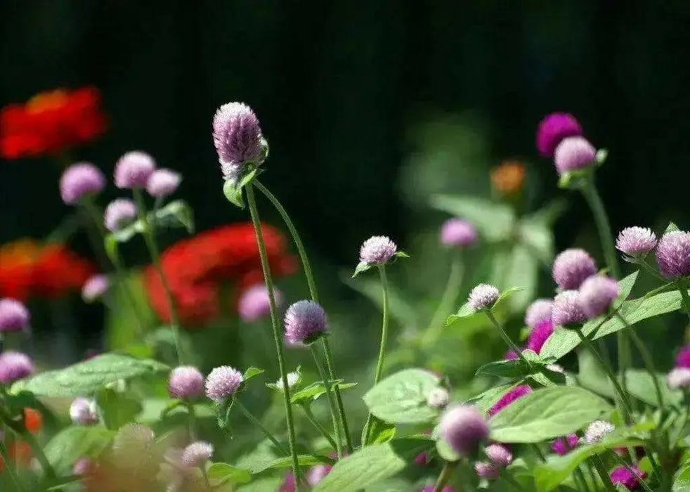 Globe Amaranth mix (Gomphrena Globosa  ) Flowers Seeds - Caribbean garden seed