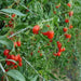 GOJI BERRY Seed,Out Of Pod (Wolfberry; Gou-gi-zi; Matrimony vine) Asian Vegetable - Caribbean garden seed
