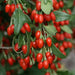 GOJI BERRY Seed,Out Of Pod (Wolfberry; Gou-gi-zi; Matrimony vine) Asian Vegetable - Caribbean garden seed