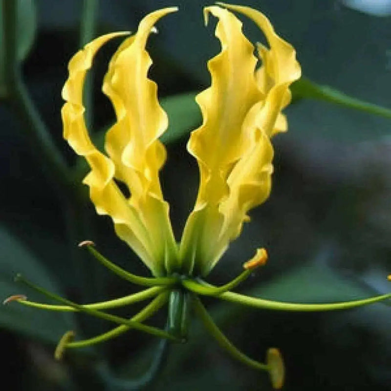 Gloriosa Lily Lutea Seeds - Yollow/Gold -,Flame Lily  (Goriosa Lutea ) Perennial Vine - Caribbean garden seed