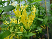 Gloriosa Lily Lutea Seeds - Yollow/Gold -,Flame Lily  (Goriosa Lutea ) Perennial Vine - Caribbean garden seed