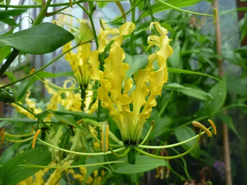Gloriosa Lily Lutea Seeds - Yollow/Gold -,Flame Lily  (Goriosa Lutea ) Perennial Vine - Caribbean garden seed