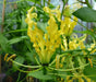 Gloriosa Lily Lutea Seeds - Yollow/Gold -,Flame Lily  (Goriosa Lutea ) Perennial Vine - Caribbean garden seed