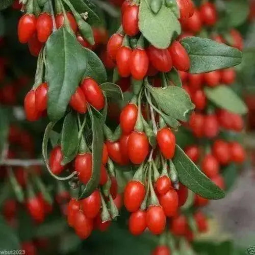 GOJIBERRY Live Plant,Gou-gi-zi,Matrimony vine,Lycium barbarum - Caribbean garden seed