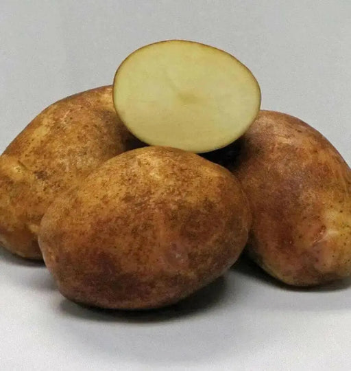 Gold Rush Potato Seed, ANNUAL VEGETABLE - Caribbean garden seed