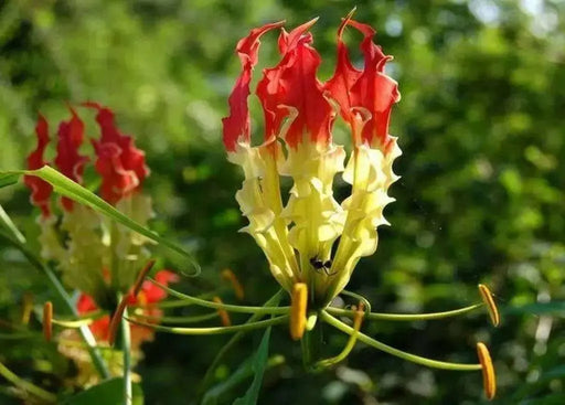 Gloriosa Lily SEEDS, EXOTIC VINE - Caribbean garden seed