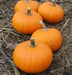 GOLD DUST Pumpkin Seed- WINTER SQUASH SEED - Caribbean garden seed