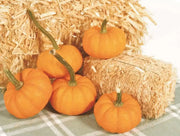 GOLD DUST Pumpkin Seed- WINTER SQUASH SEED - Caribbean garden seed