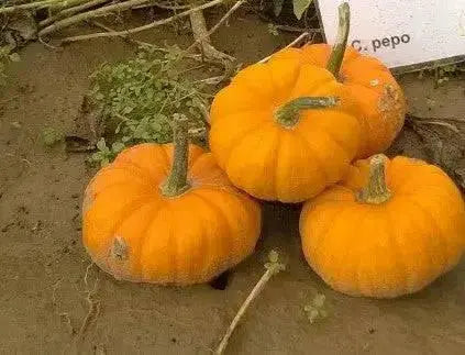 GOLD DUST Pumpkin Seed- WINTER SQUASH SEED - Caribbean garden seed