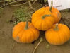 GOLD DUST Pumpkin Seed- WINTER SQUASH SEED - Caribbean garden seed