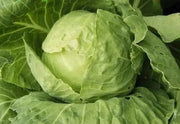 GOLDEN ACRE , Cabbage Seeds ,  (Brassica oleracea) Untreated - Caribbean garden seed