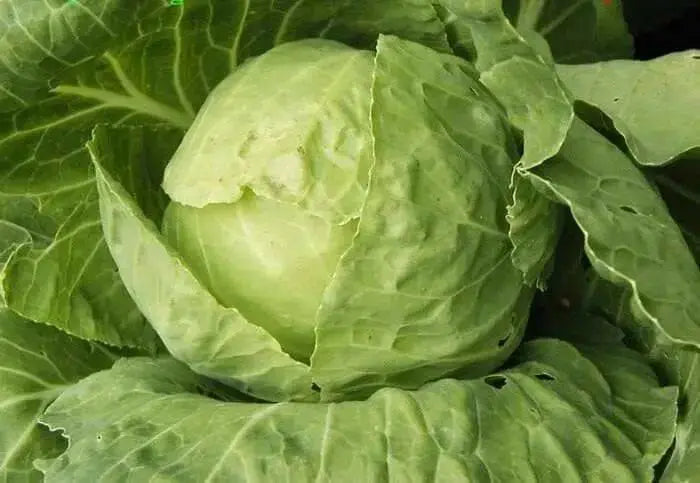 GOLDEN ACRE , Cabbage Seeds ,  (Brassica oleracea) Untreated - Caribbean garden seed