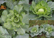 GOLDEN ACRE , Cabbage Seeds ,  (Brassica oleracea) Untreated - Caribbean garden seed