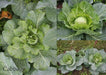 GOLDEN ACRE , Cabbage Seeds ,  (Brassica oleracea) Untreated - Caribbean garden seed