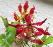 Gloriosa Lily,Lily ( Bulb) - Crimson Red/Yellow Perennial Vine - Caribbean garden seed