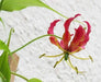 Gloriosa Lily,Lily ( Bulb) - Crimson Red/Yellow Perennial Vine - Caribbean garden seed