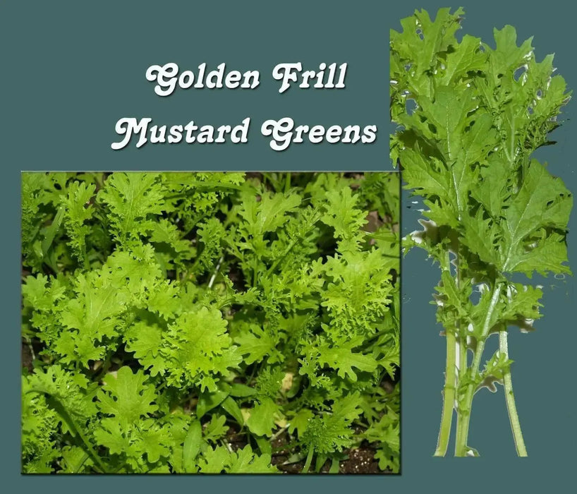 Golden FRILL ,MUSTARD SEEDS, ASIAN VEGETABLE - Caribbean garden seed