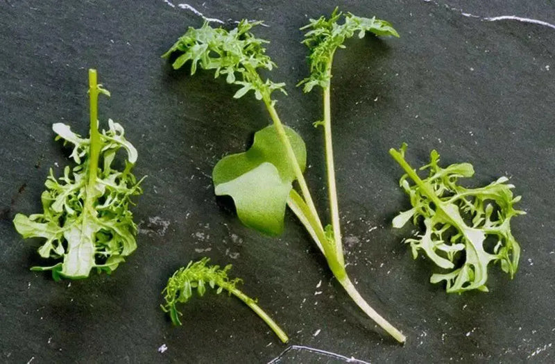 Golden FRILL ,MUSTARD SEEDS, ASIAN VEGETABLE - Caribbean garden seed