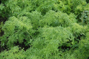 Golden FRILL ,MUSTARD SEEDS, ASIAN VEGETABLE - Caribbean garden seed